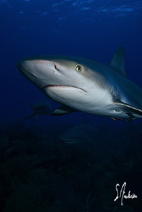 The Reef Sharks had just as much fun circling us as we ha... by Steven Anderson 